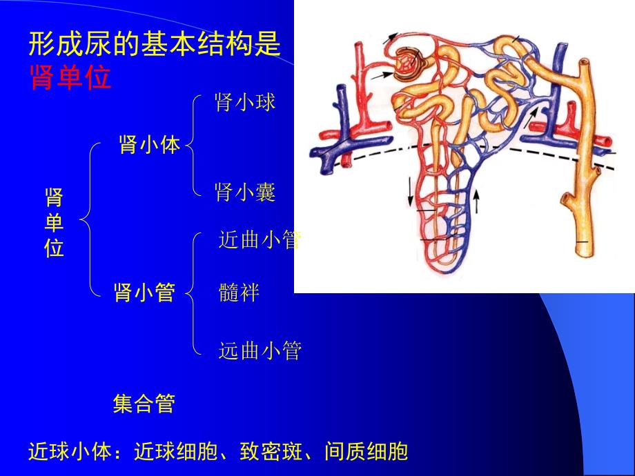 医学课件第八章尿的生成和调节_第4页