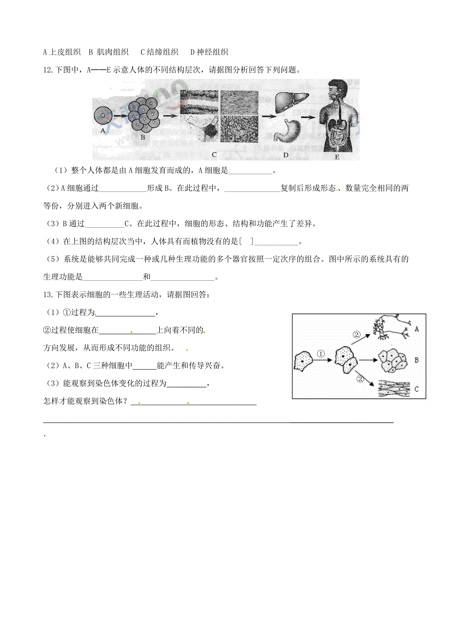 七年级生物-第2节-人体和动物体的组成学案-苏科版.doc_第4页