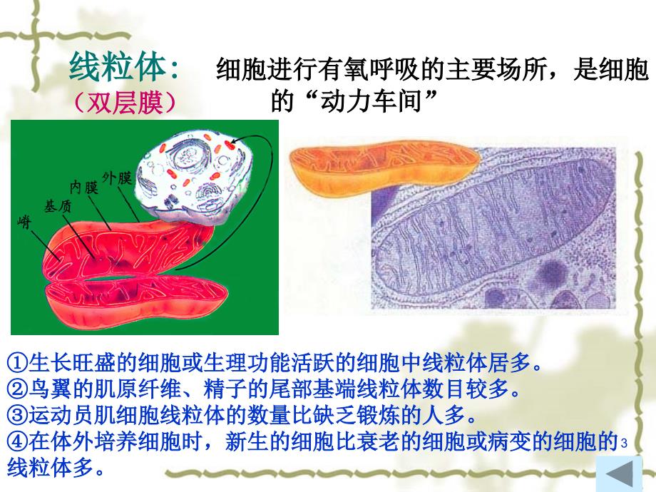 3.2细胞器细胞内的分工合作第一课时课件人教版必修1_第3页