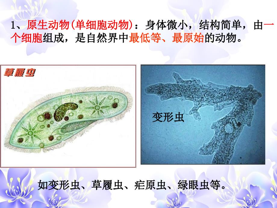 常见的动物无脊椎动物_第4页