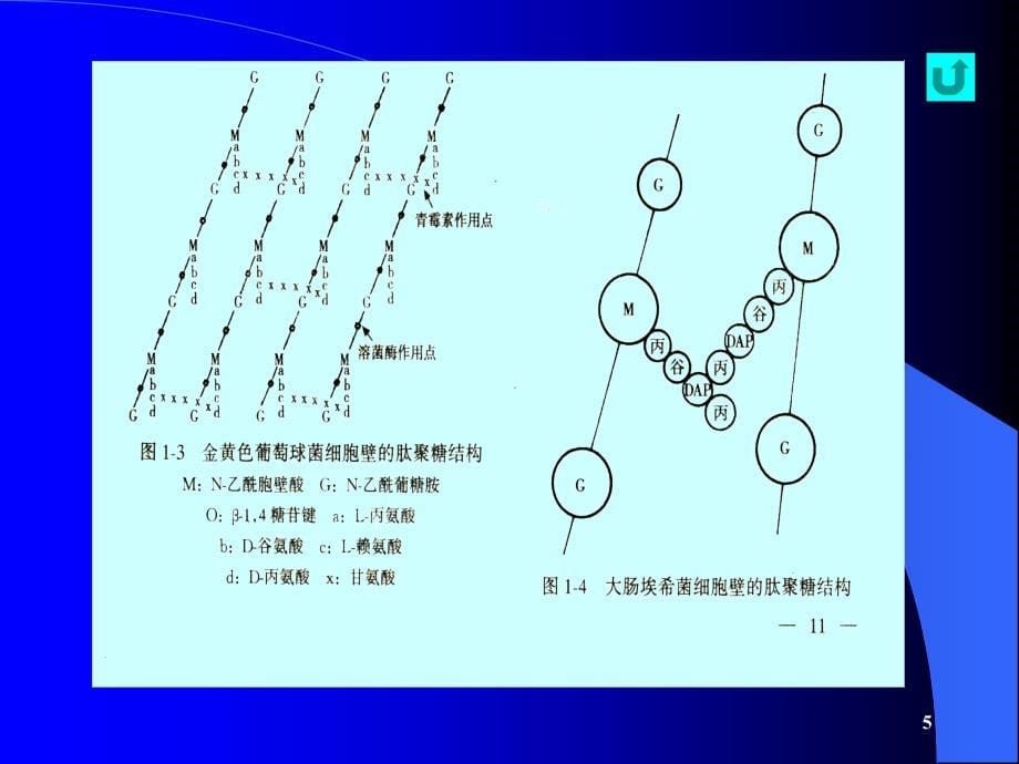 第三讲微生物的生物学性状_第5页