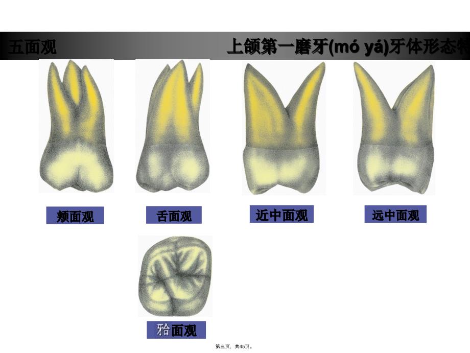 上颌第一磨牙牙体形态简述演示教学_第3页