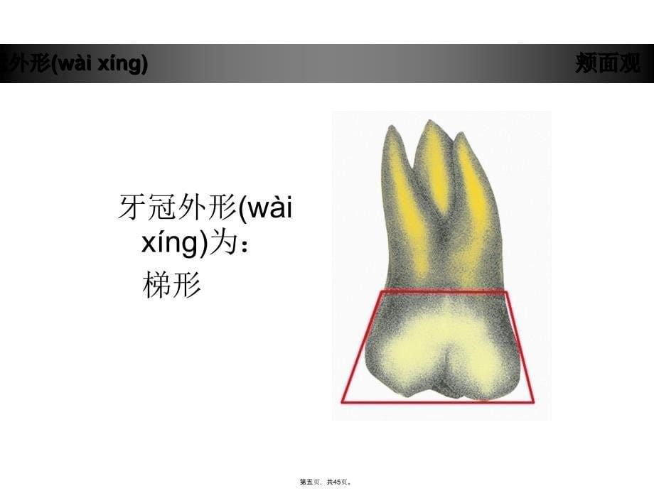 上颌第一磨牙牙体形态简述演示教学_第5页