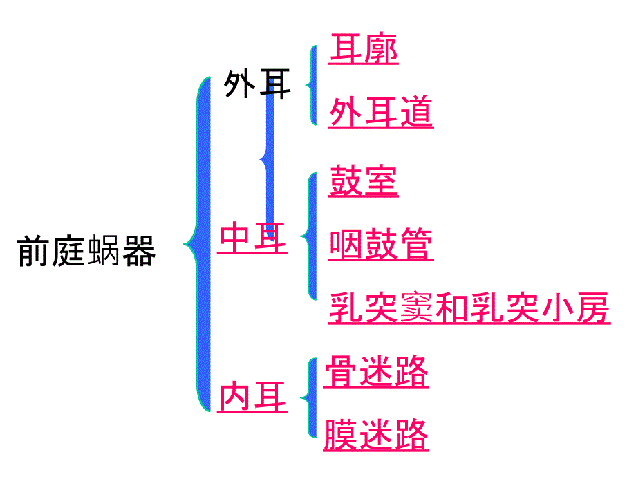 人体解剖学前庭蜗器_第4页