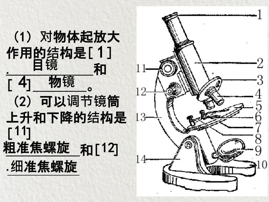 人教版七年级上册生物第二单元生物体的结构层次复习课件讲义_第5页