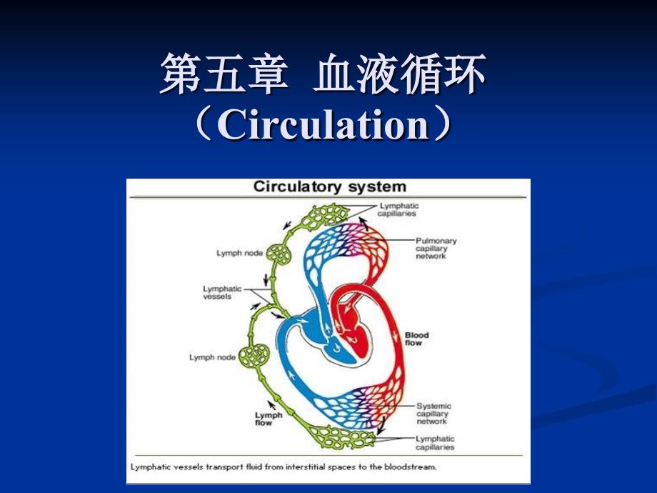 动物生理学血液循环_第1页