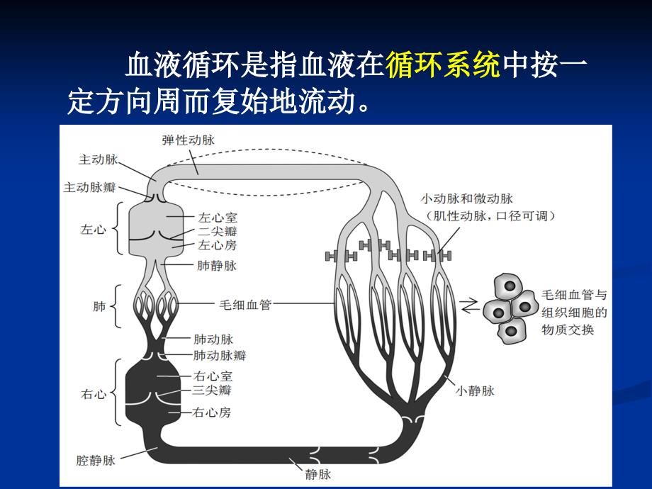 动物生理学血液循环_第2页