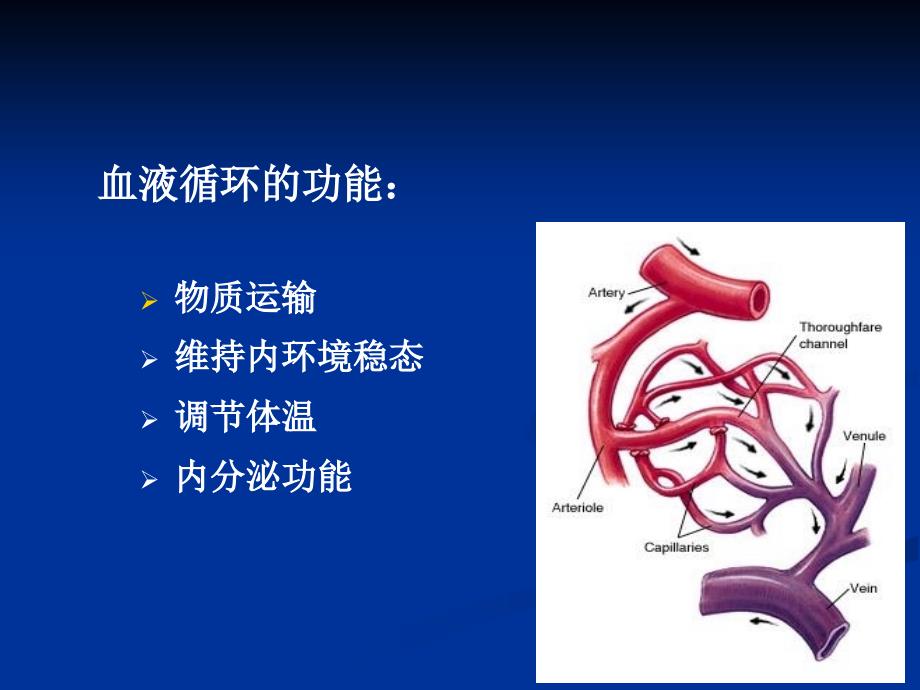 动物生理学血液循环_第3页