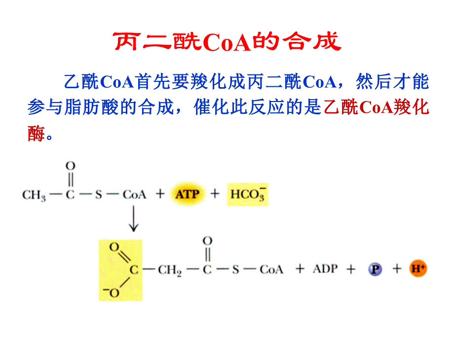 生物化学第29章脂类的生物合成.ppt_第4页