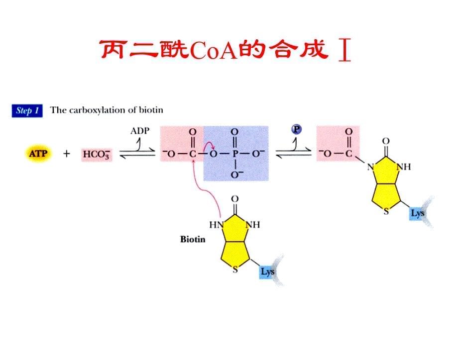 生物化学第29章脂类的生物合成.ppt_第5页