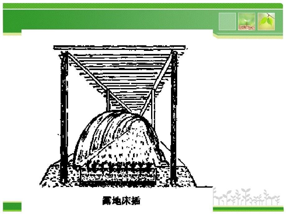 扦插育苗技术教案_第5页