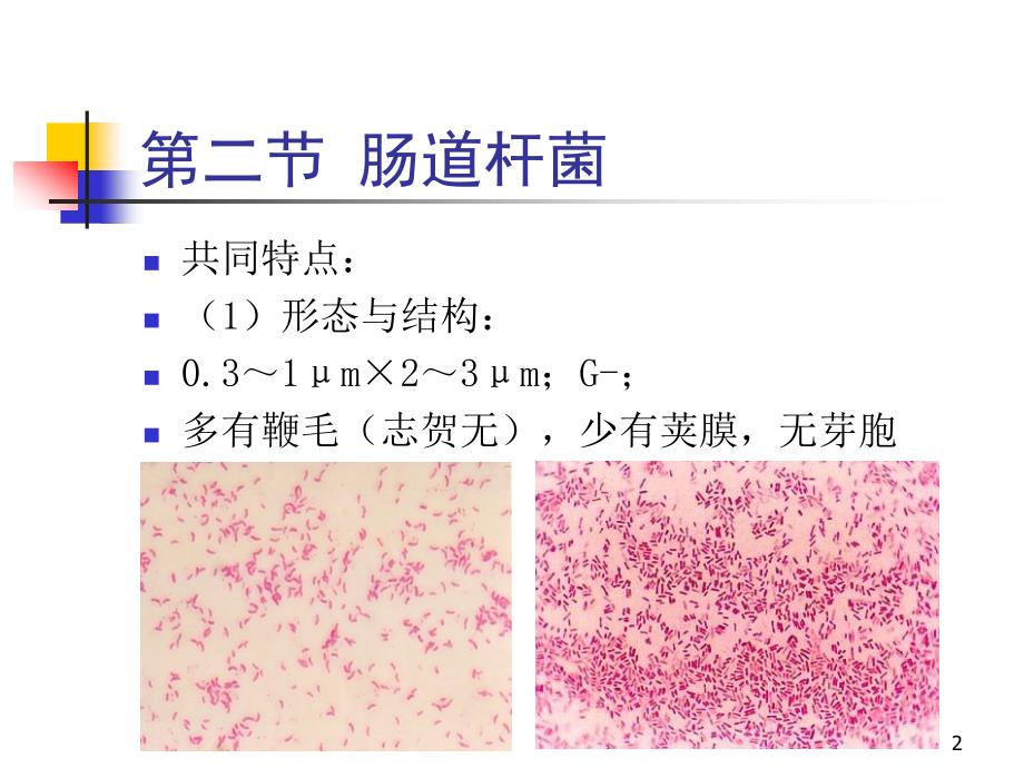 9第五章第二节肠道杆菌_第2页