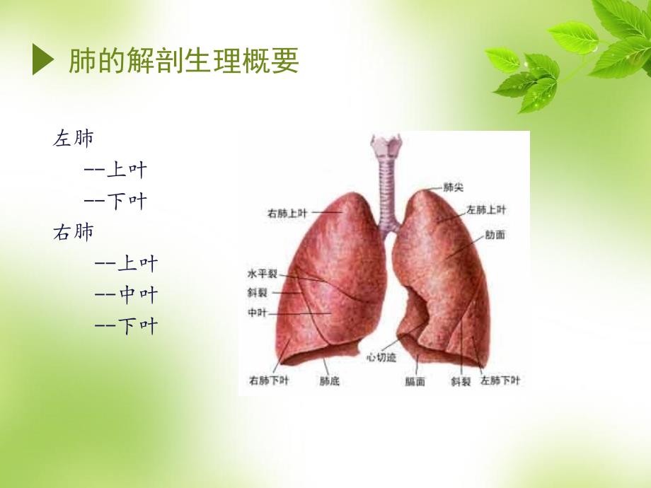 肺全切术后的护理_第2页