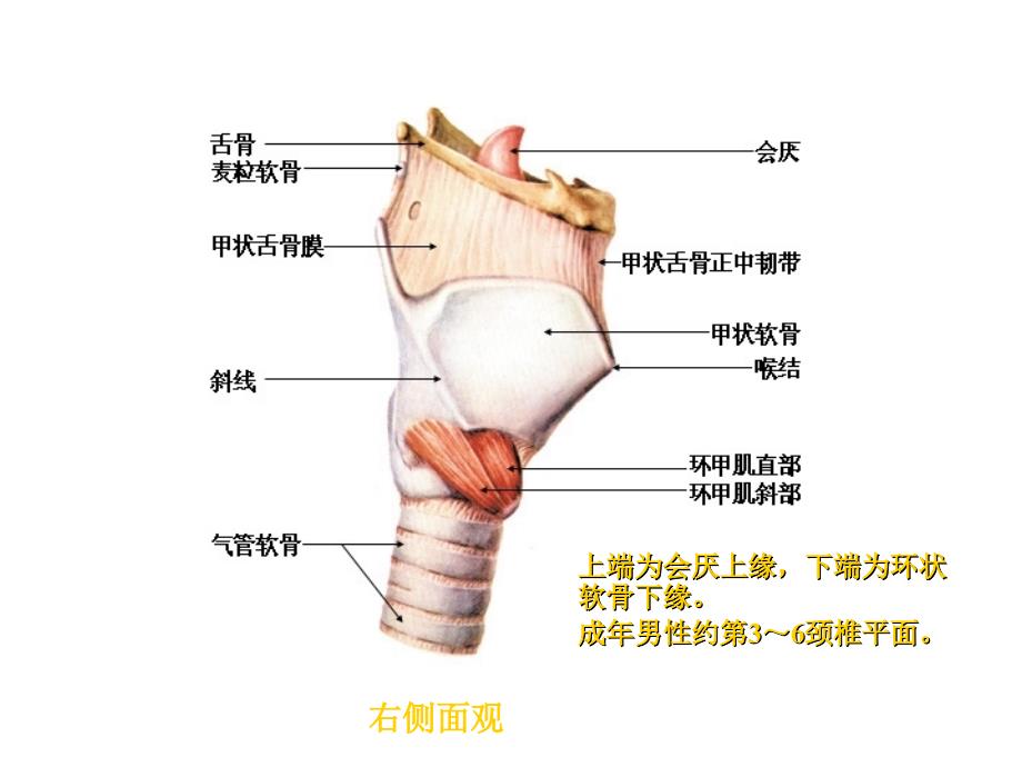 耳鼻咽喉-头颈外科学：喉部应用解剖和生理_第3页