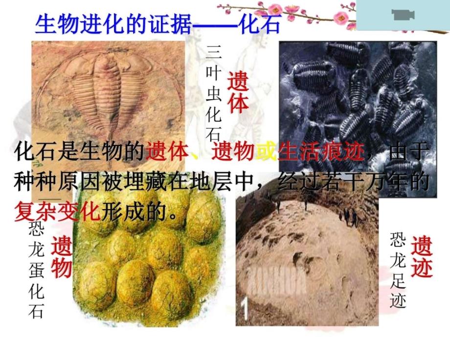 苏科版生物八年级下册23.2生物进化的历程ppt课_第2页