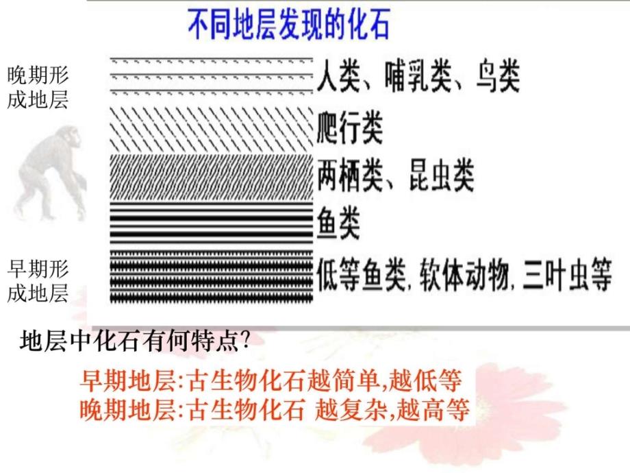 苏科版生物八年级下册23.2生物进化的历程ppt课_第4页