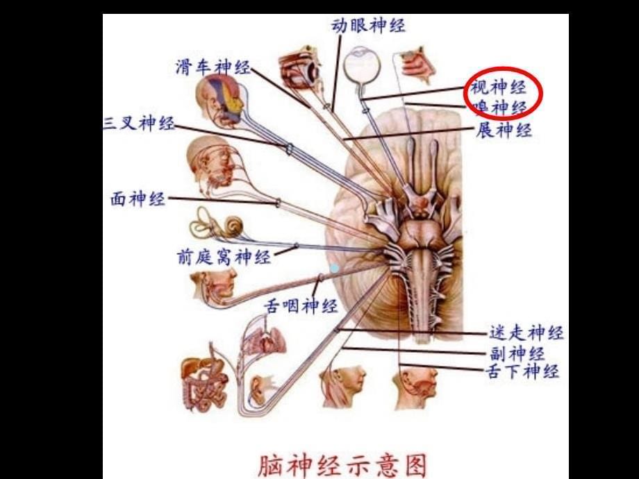 周围神经病ppt课件_第5页