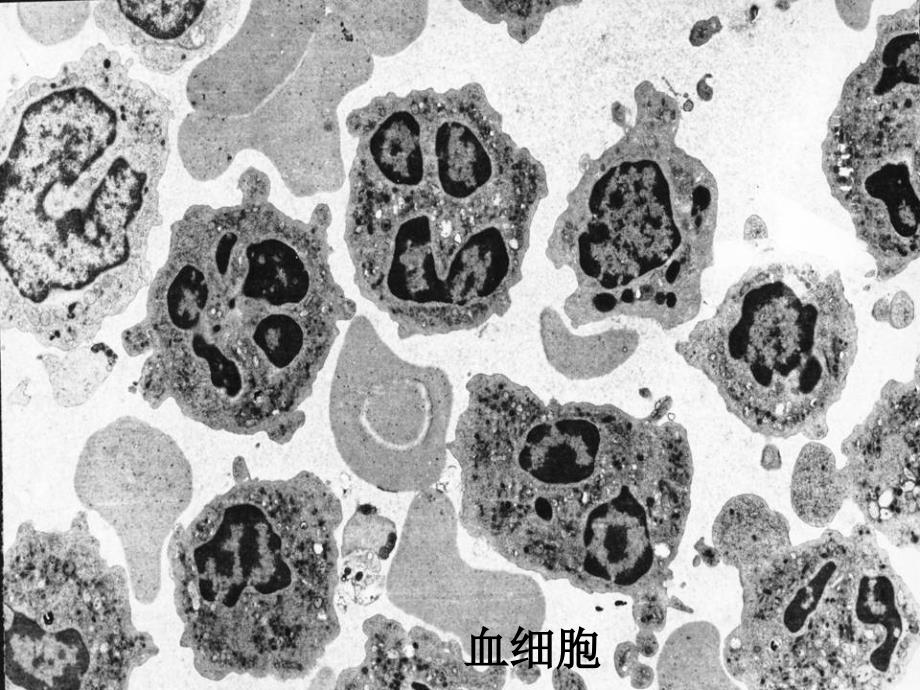 各类细胞电镜图_第4页