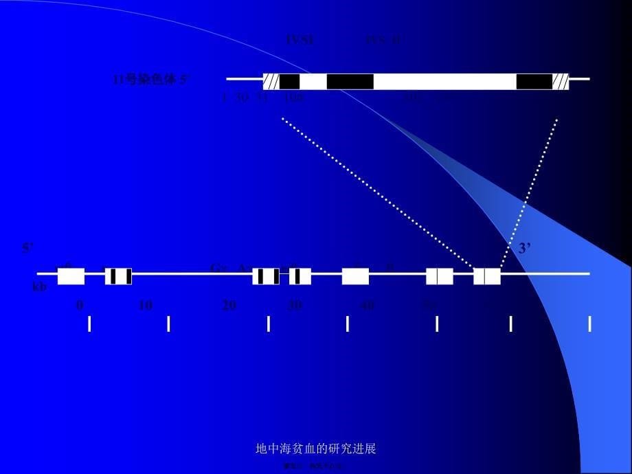 地中海贫血的研究进展课件_第5页