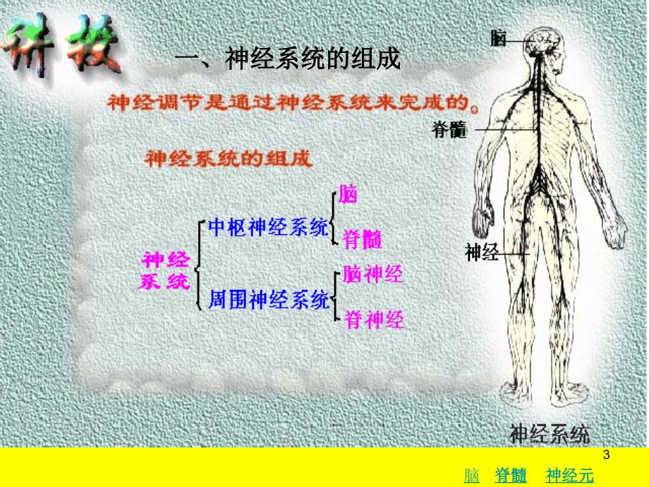 高中生物通过神经系统的调节ppt课件_第3页