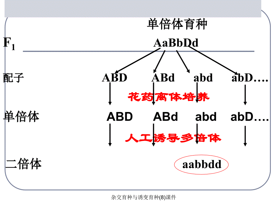 杂交育种与诱变育种(8)课件_第4页