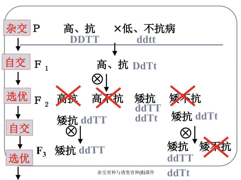 杂交育种与诱变育种(8)课件_第5页