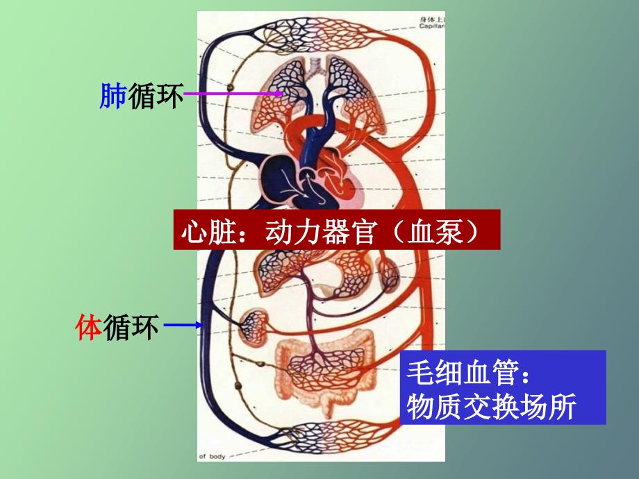 循环生理国护_第2页