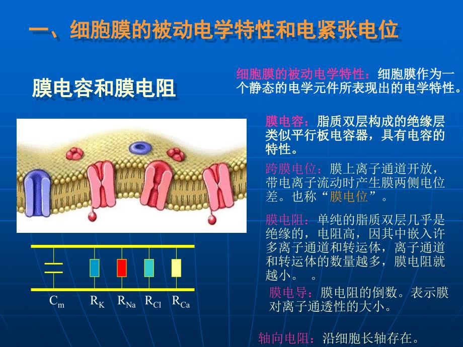 第二章细胞的基本功能精品课3_第4页