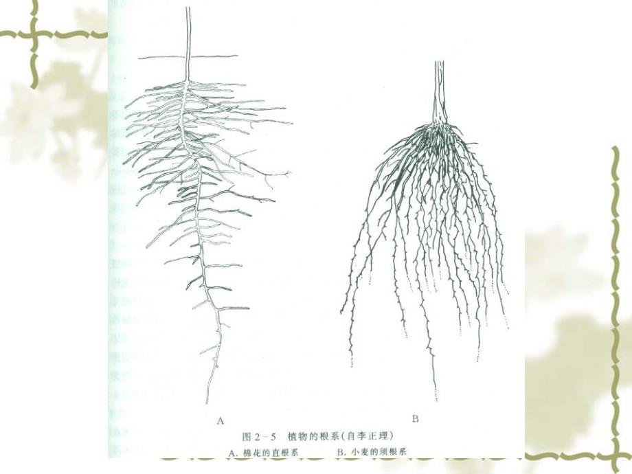 植物学课件：18 被子植物分类主要形态术语_第3页