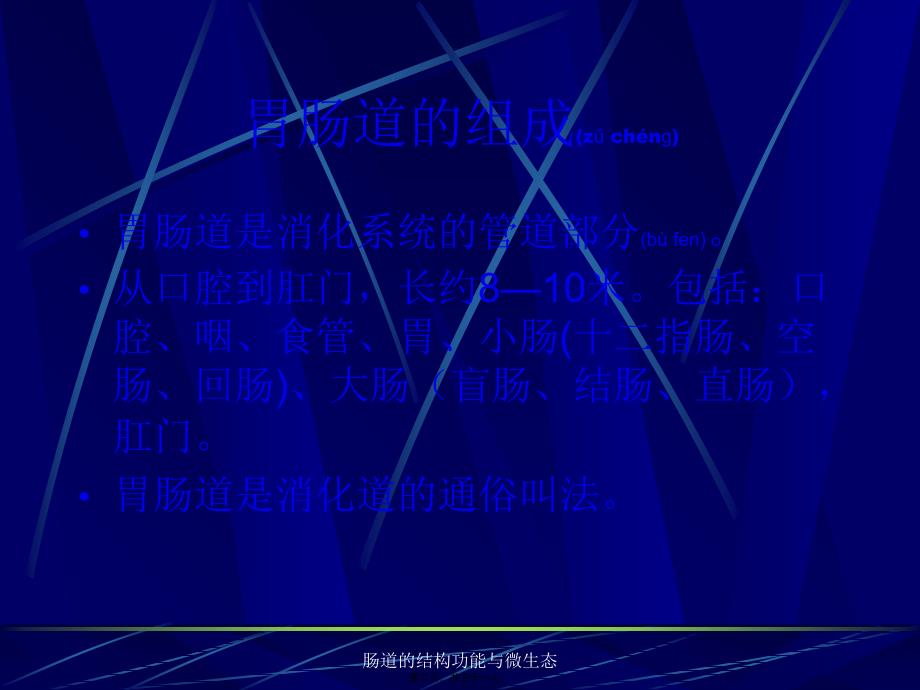 肠道的结构功能与微生态课件_第2页