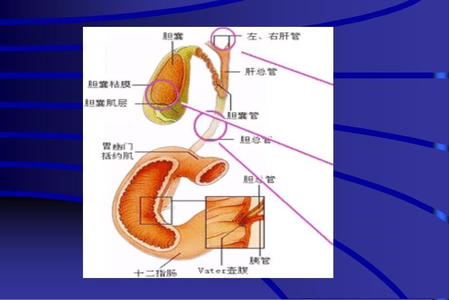 因后两种情况-一旦紧急发作或发.课件_第5页