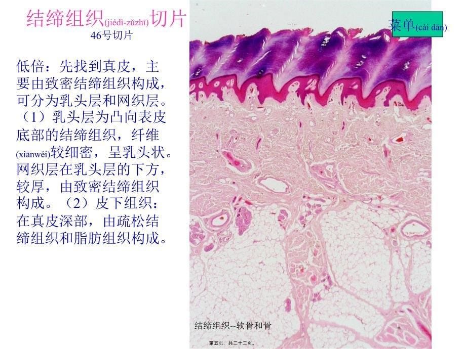 结缔组织--软骨和骨课件_第5页