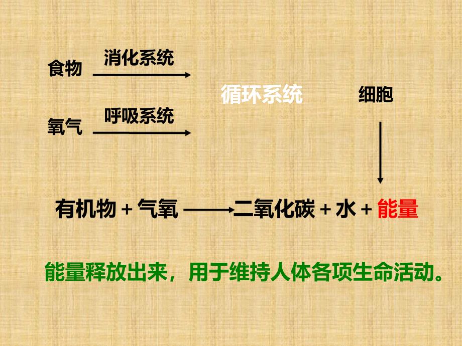 初中七年级生物下册105人体能量的供给名师优质课件4新版苏教版_第3页