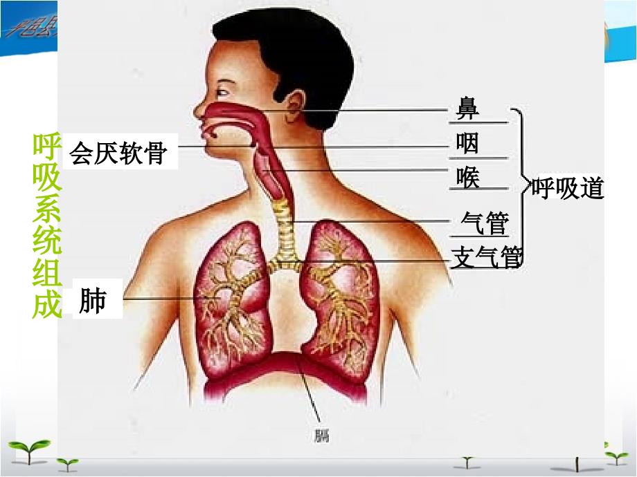 人体的呼吸复习ppt课件_第4页