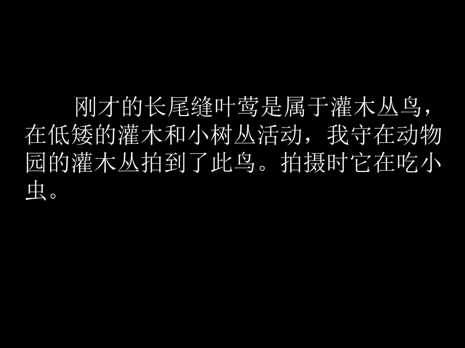 如何更好地拍野鸟PPT课件_第4页