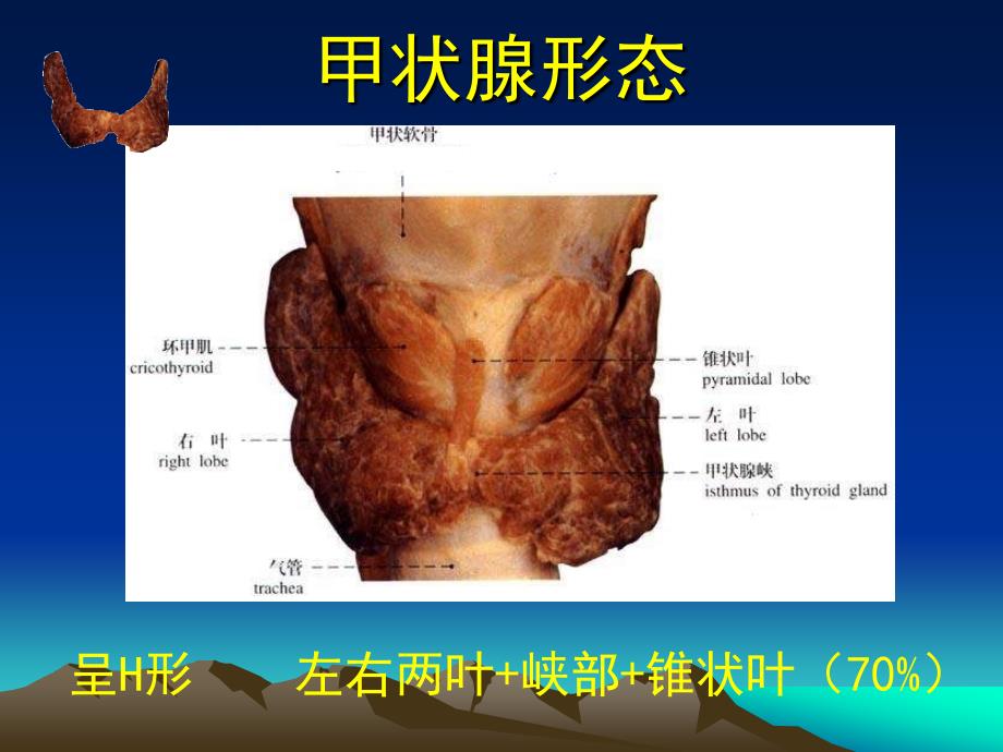 甲状腺解剖生理概要及临床意义_第3页