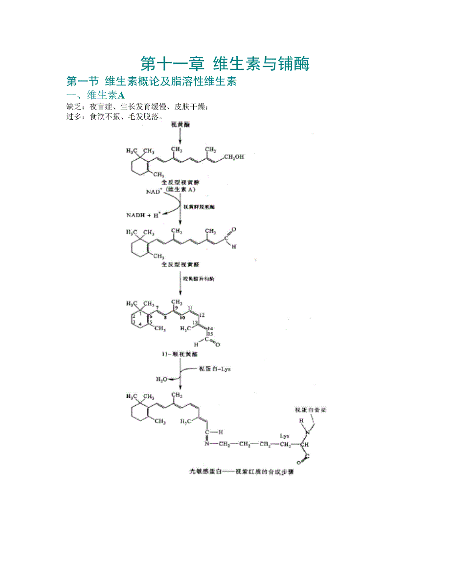 第11章 维生素与铺酶.doc_第1页