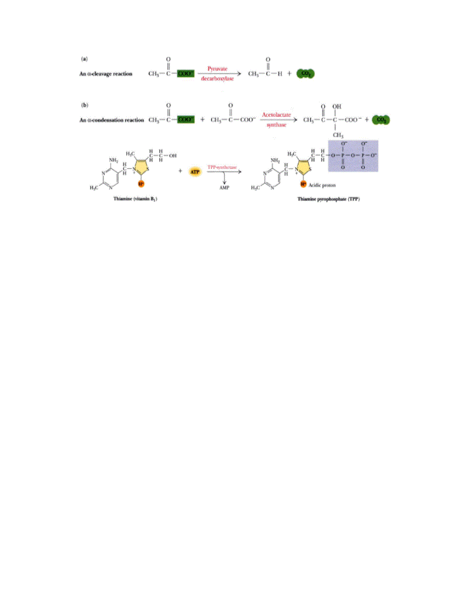 第11章 维生素与铺酶.doc_第5页