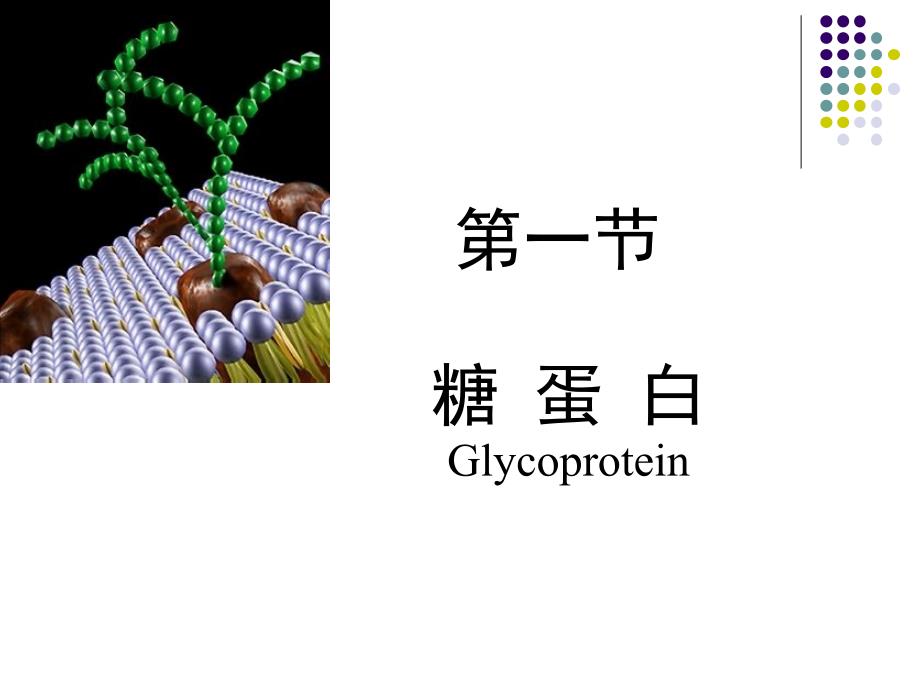 聚糖的结构与功能课件_第3页