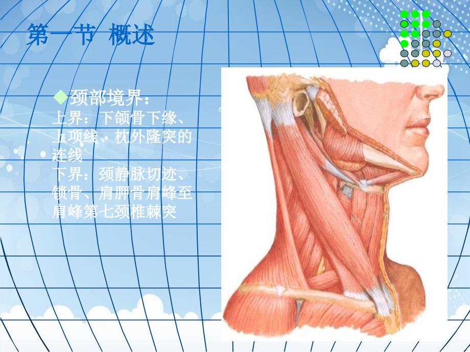 高级局部解剖学头颈部_第4页