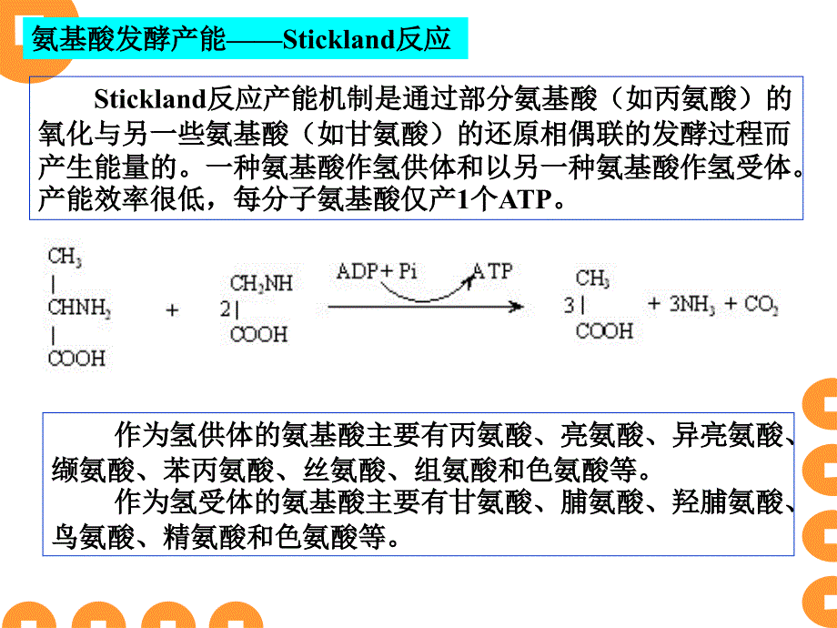 15微生物代谢2_第3页