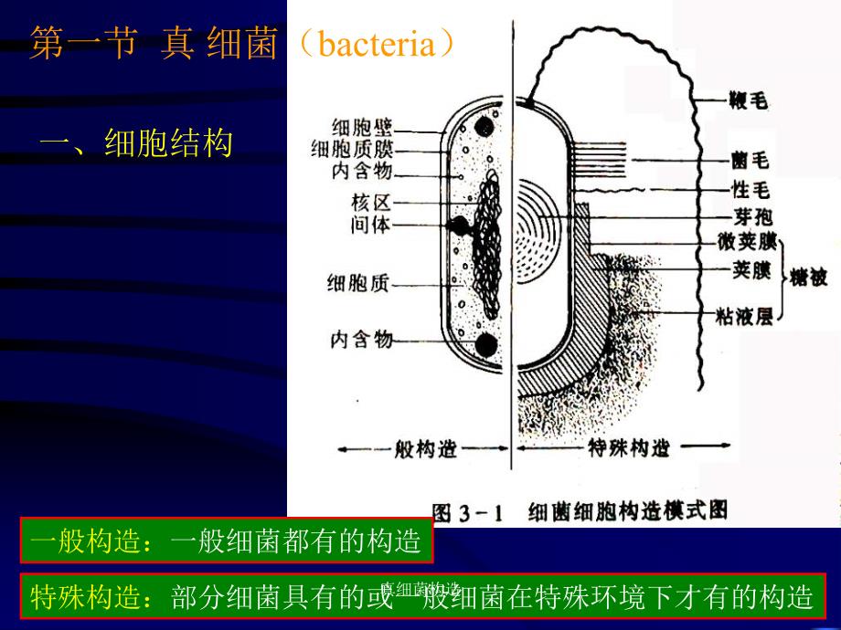 真细菌构造课件_第4页