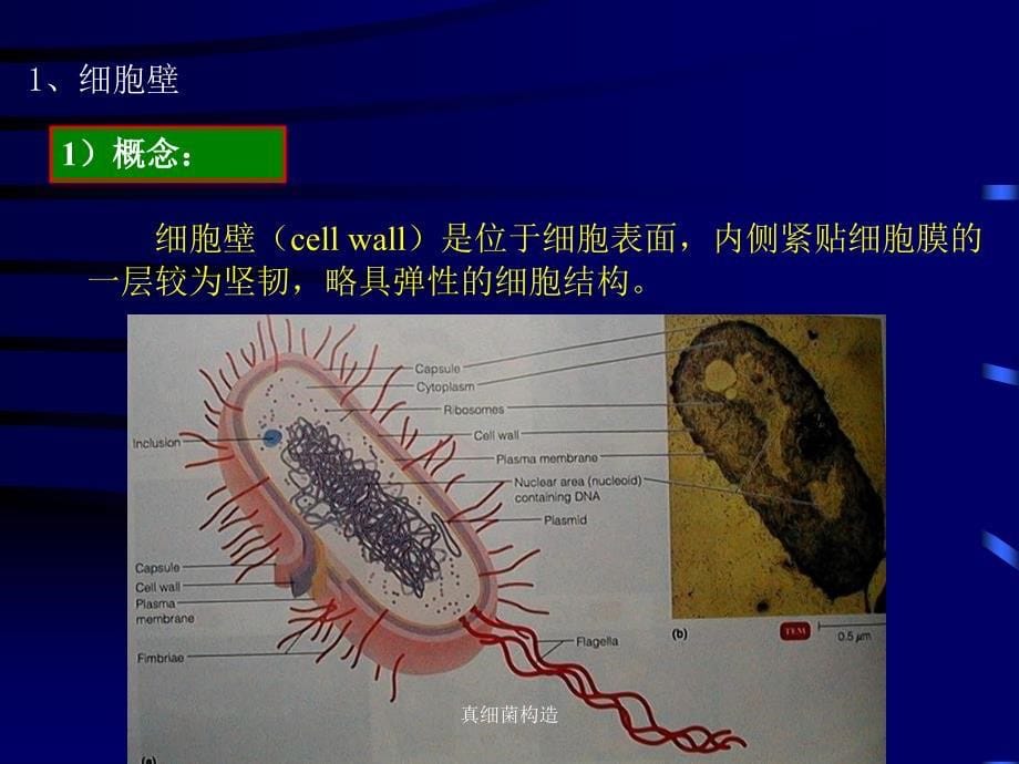 真细菌构造课件_第5页