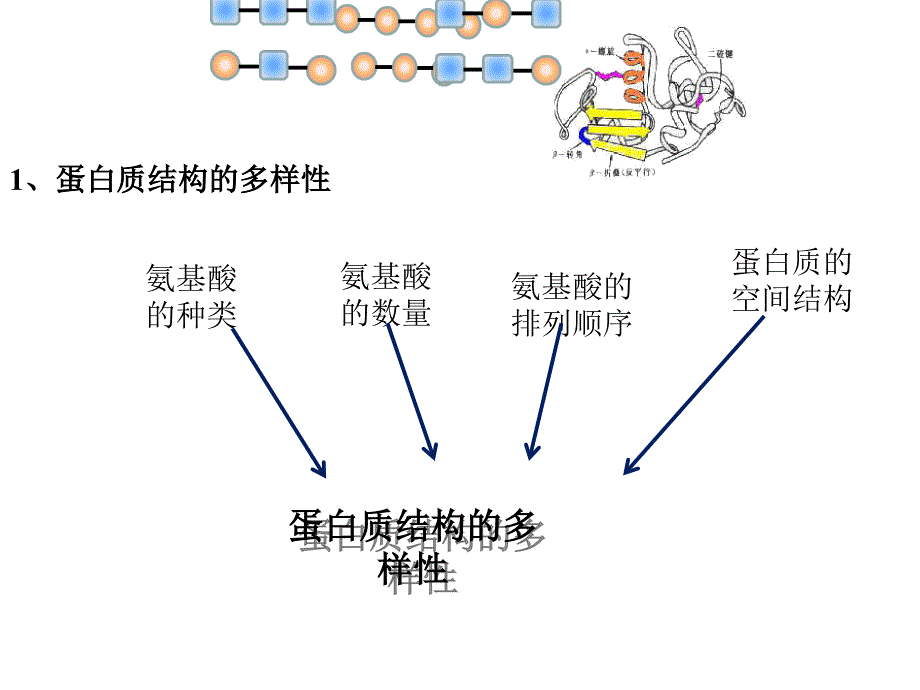 高考生物一轮复习 第一单元 细胞的分子组成 07 蛋白质的多样性课件 新人教版_第3页