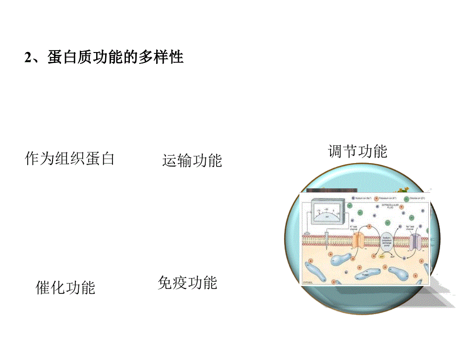 高考生物一轮复习 第一单元 细胞的分子组成 07 蛋白质的多样性课件 新人教版_第4页