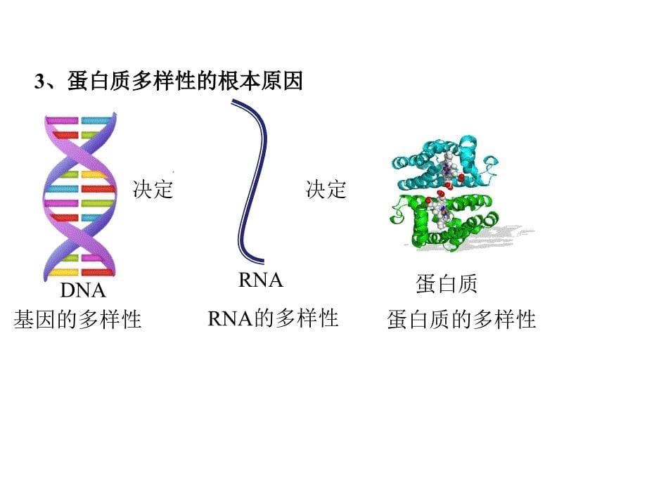 高考生物一轮复习 第一单元 细胞的分子组成 07 蛋白质的多样性课件 新人教版_第5页