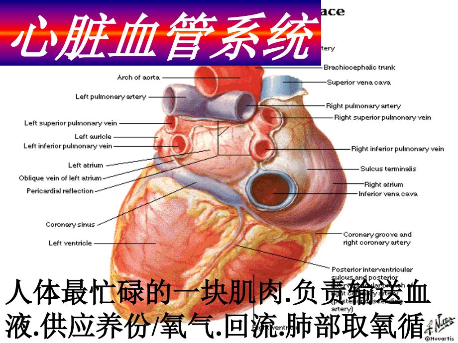 心脑血管疾病1_第1页