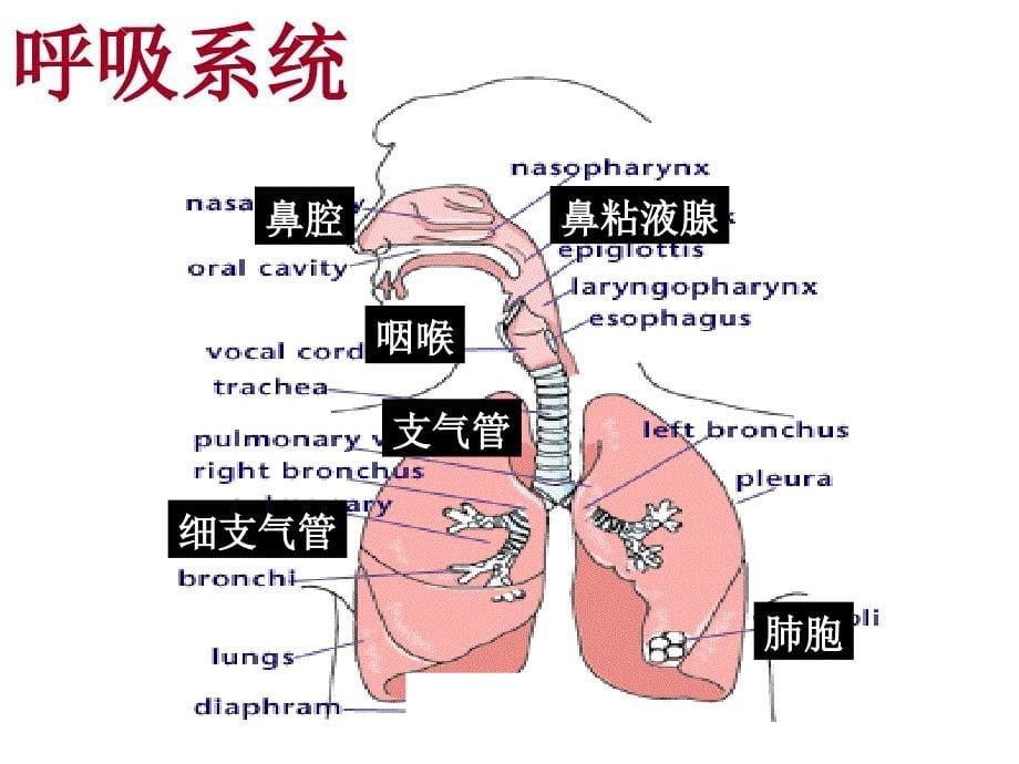 心脑血管疾病1_第5页