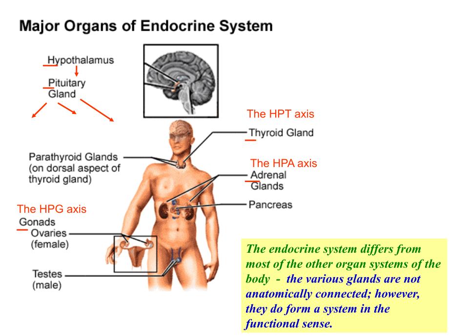 神经生物学：12-下丘脑与垂体的内分泌功能_第2页