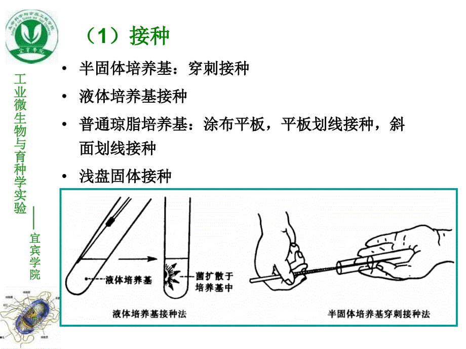 实验二微生物的分离纯化_第3页